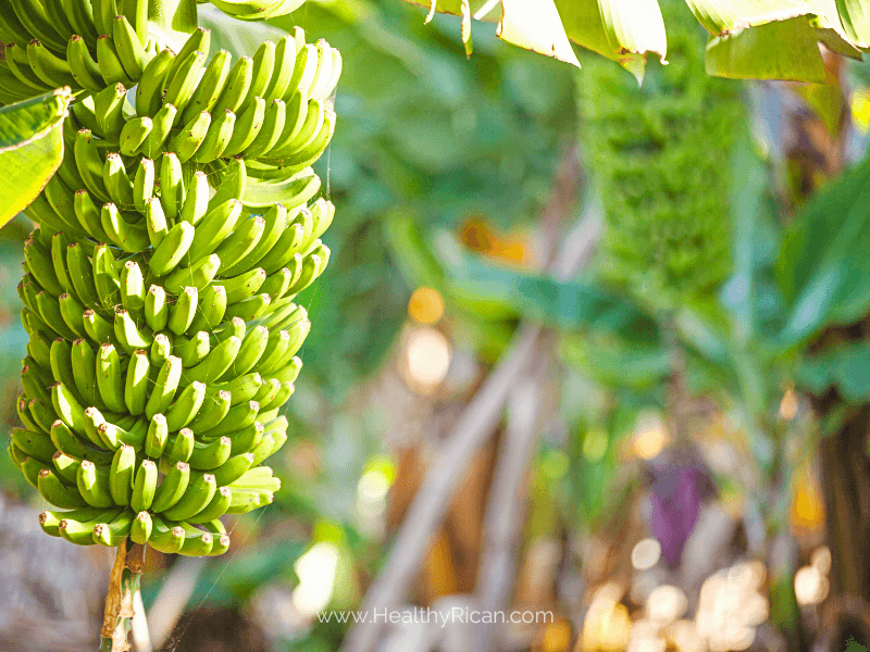 Close-up image of fresh green bananas hanging on a tree. This photo illustrates the unripe stage of bananas, showcasing their vibrant green color and firm texture, perfect for informational content about green bananas and their uses in various cuisines.